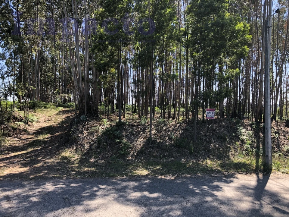 Terreno Agricola ou Rústico para Venda em Canedo, Vale e Vila Maior Foto 7