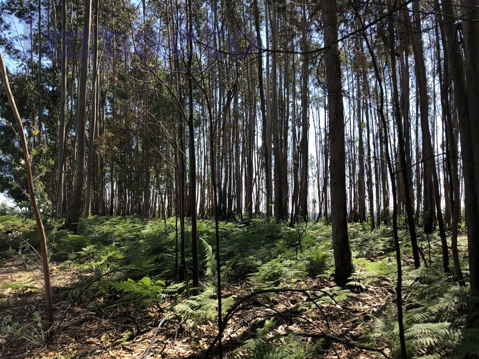 Terreno Agricola ou Rústico para Venda em Canedo, Vale e Vila Maior Foto 4