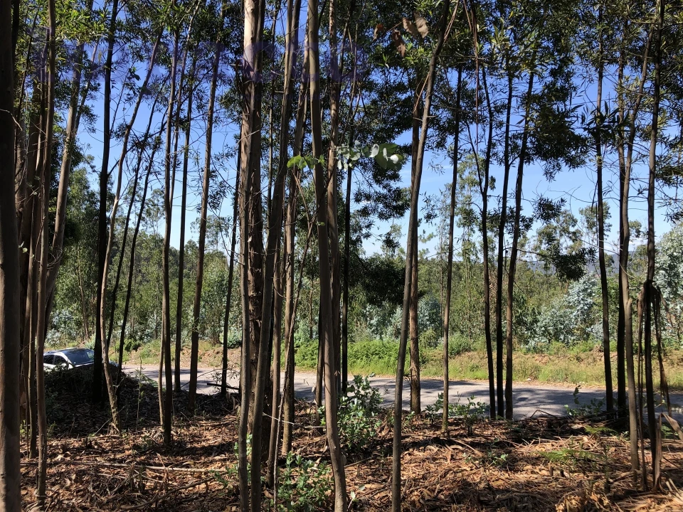 Terreno Agricola ou Rústico para Venda em Canedo, Vale e Vila Maior Foto 5