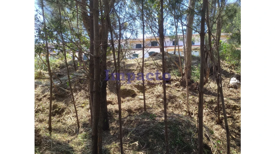 Terreno para Venda em Cesar Foto 10