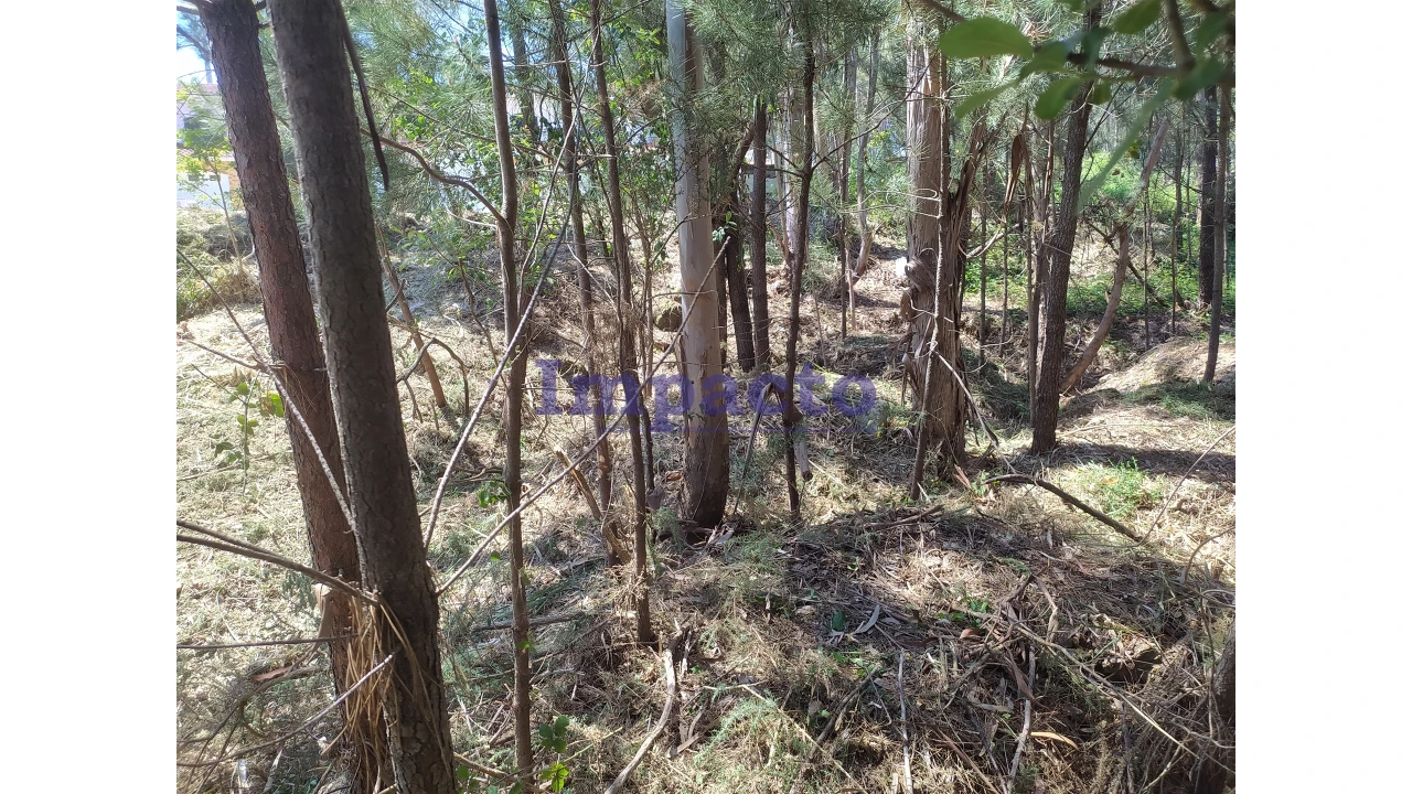 Terreno para Venda em Cesar Foto 8
