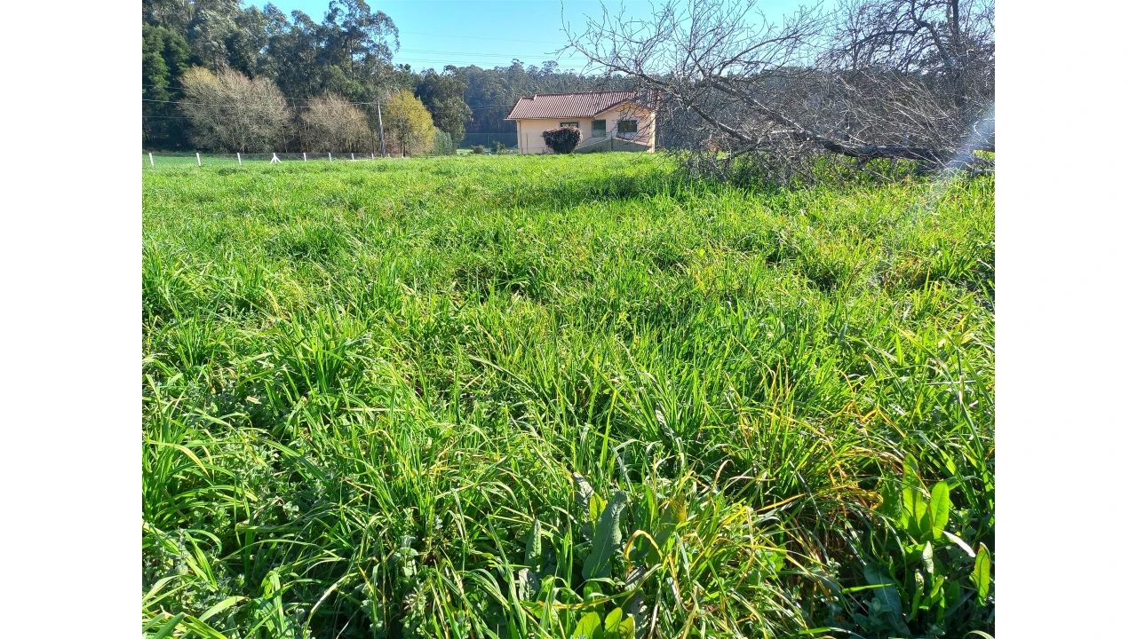 Terreno Agricola ou Rústico para Venda em São Martinho da Gandara Foto 2