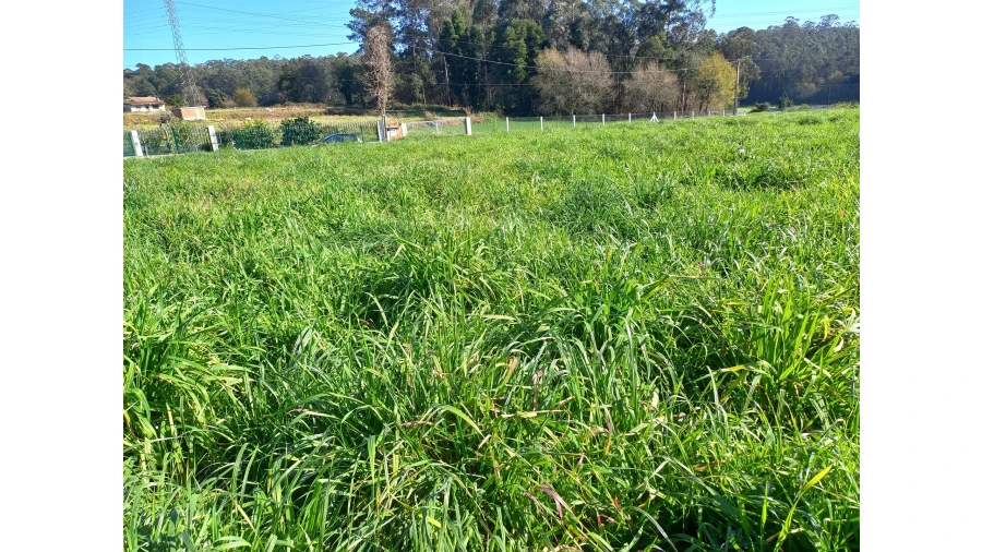 Terreno Agricola ou Rústico para Venda em São Martinho da Gandara Foto 4