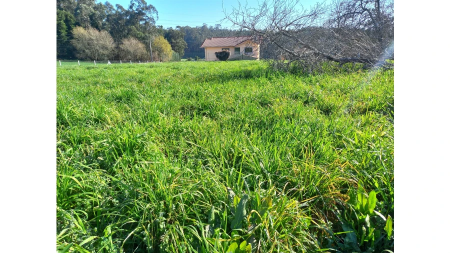 Terreno Agricola ou Rústico para Venda em São Martinho da Gandara Foto 2