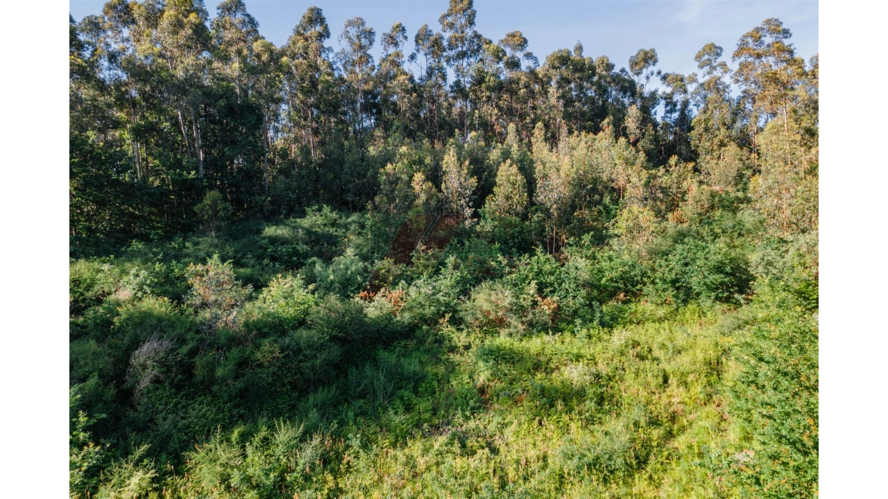Terreno para Venda em Antime e Silvares (São Clemente) Foto 14