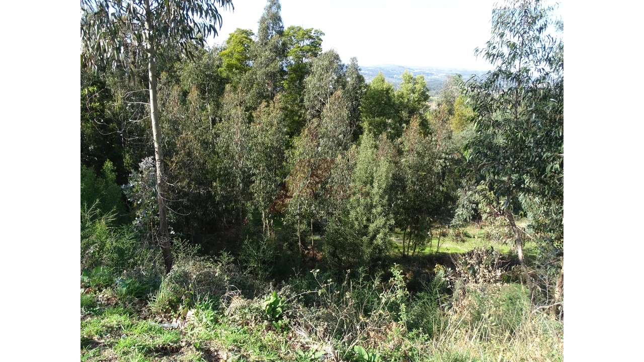 Terreno para Venda em São Gens Foto 19