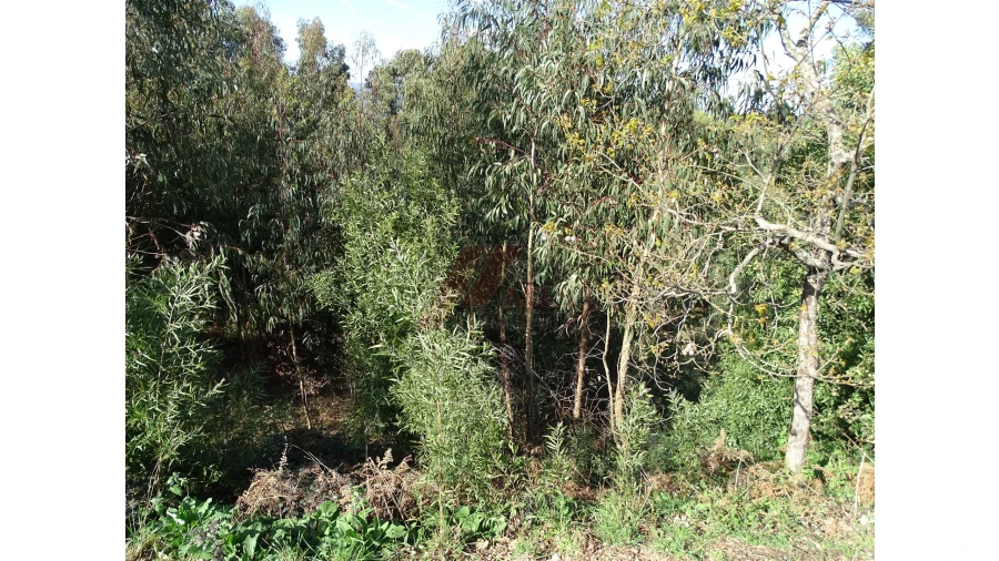 Terreno para Venda em São Gens Foto 12