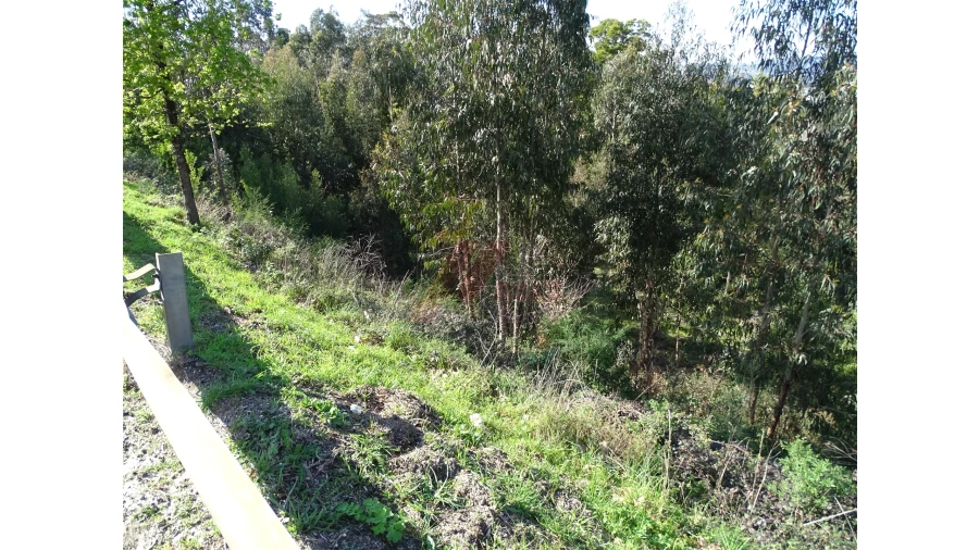 Terreno para Venda em São Gens Foto 22
