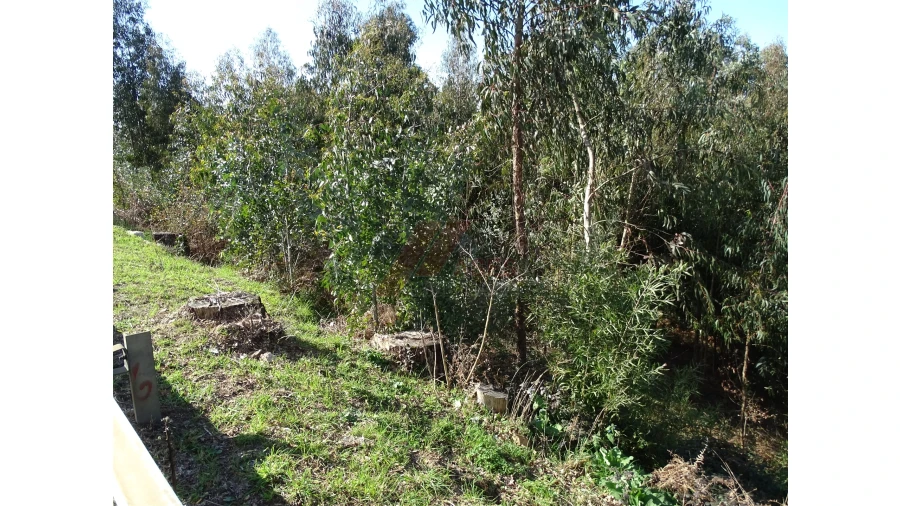 Terreno para Venda em São Gens Foto 15