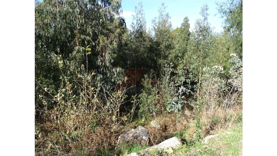 Terreno para Venda em São Gens Foto 11