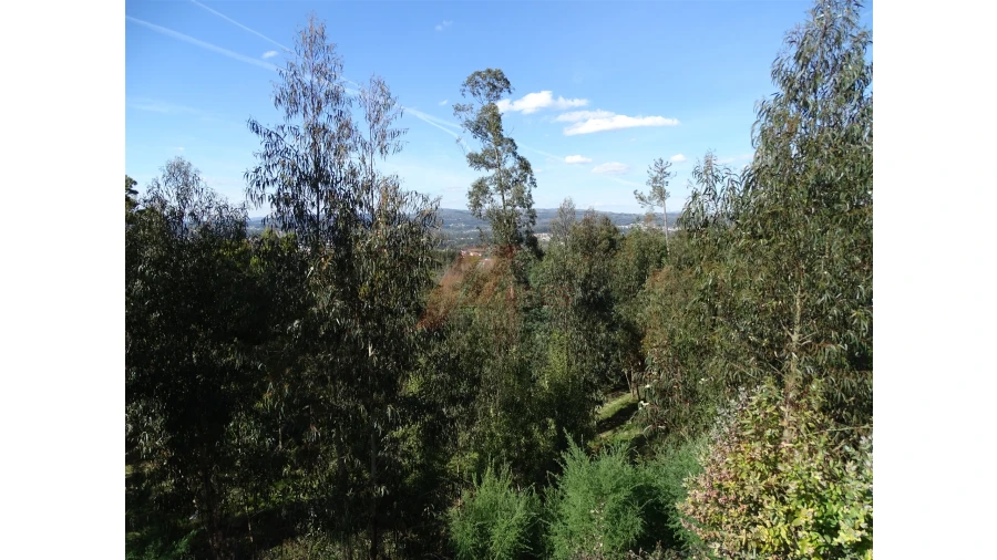 Terreno para Venda em São Gens Foto 20