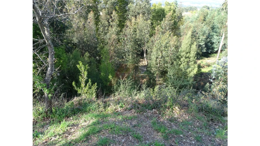 Terreno para Venda em São Gens Foto 17