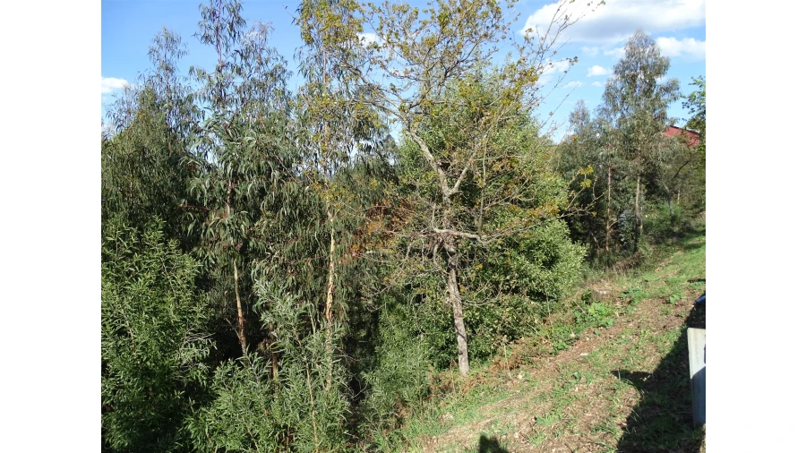 Terreno para Venda em São Gens Foto 13