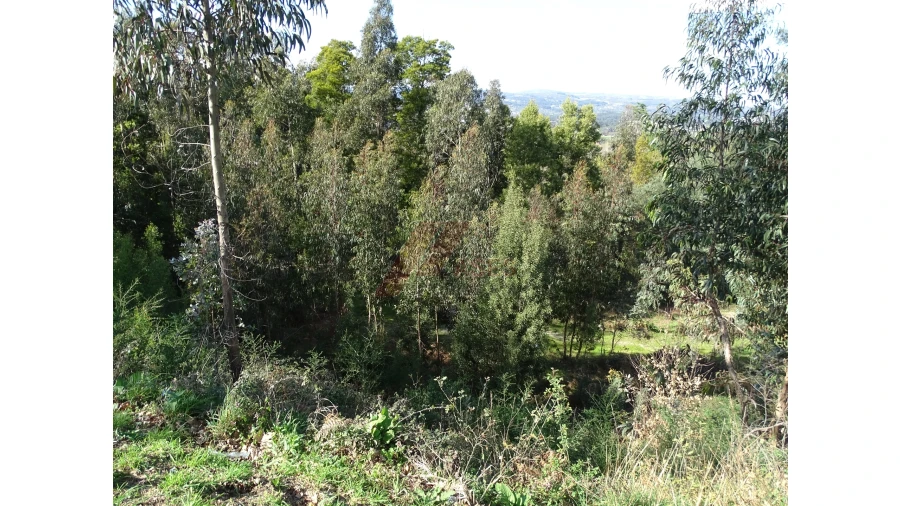 Terreno para Venda em São Gens Foto 19
