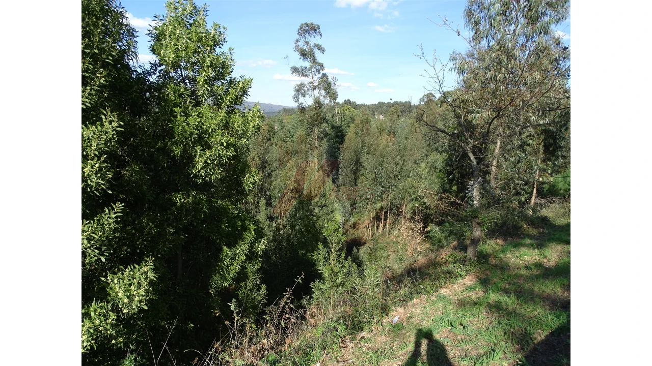 Terreno para Venda em São Gens Foto 16