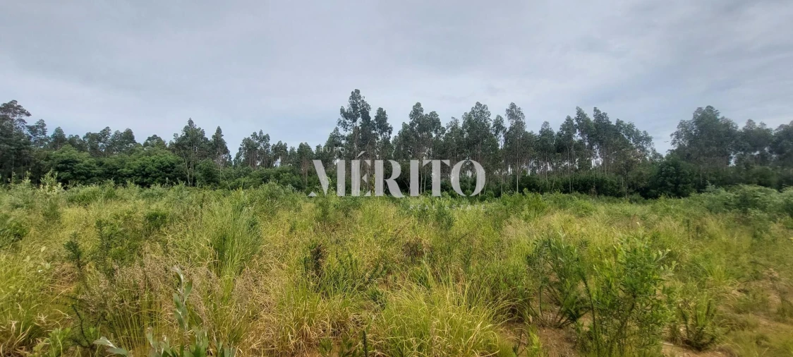 Terreno para Venda em Modivas Foto 14