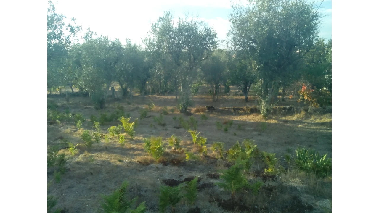 Moradia T0 para Venda em Santiago de Cassurrães e Póvoa de Cervães Foto 5