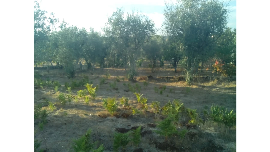 Moradia T0 para Venda em Santiago de Cassurrães e Póvoa de Cervães Foto 5