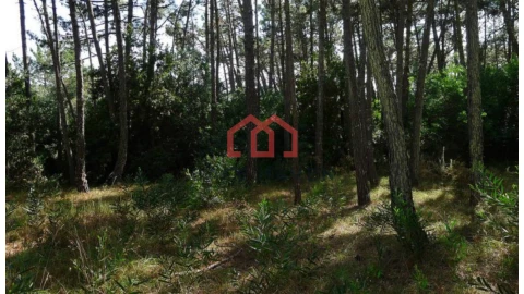 Terreno Agricola ou Rústico para Venda em Fornos de Maceira Dão