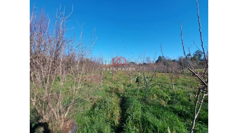 Terreno para Venda em Mangualde, Mesquitela e Cunha Alta
