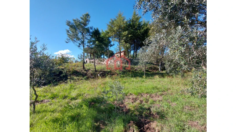 Quinta T0 para Venda em Cunha Baixa Foto 6