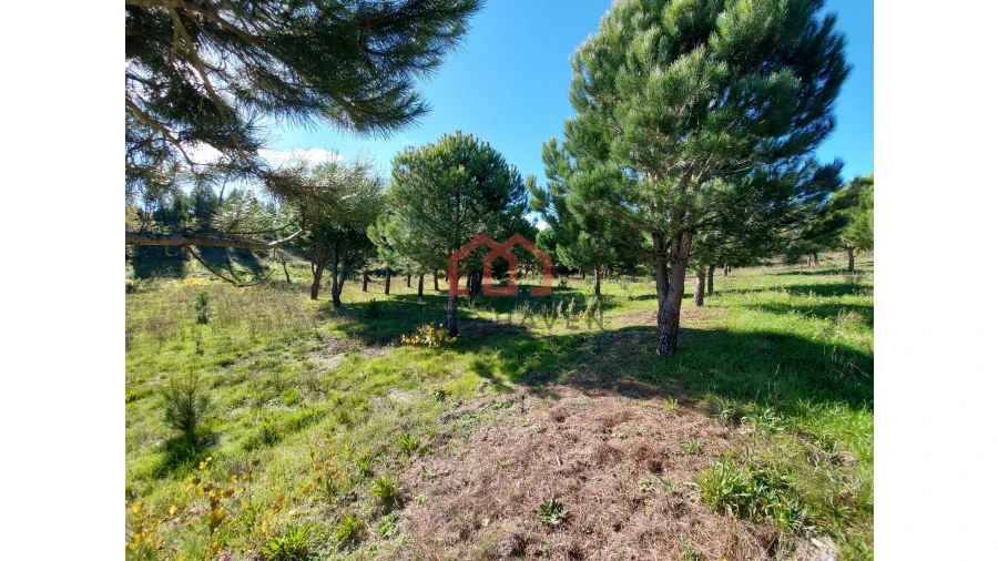 Quinta T0 para Venda em Cunha Baixa Foto 11