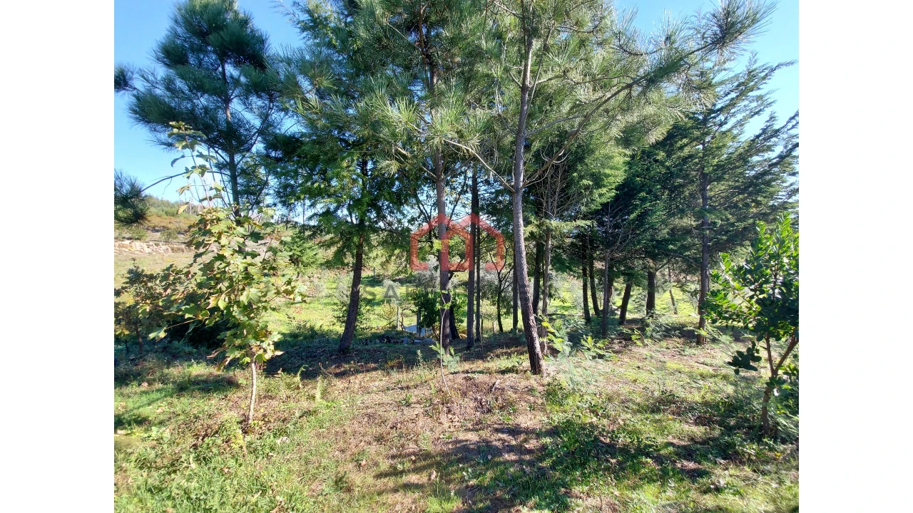 Quinta T0 para Venda em Cunha Baixa Foto 3
