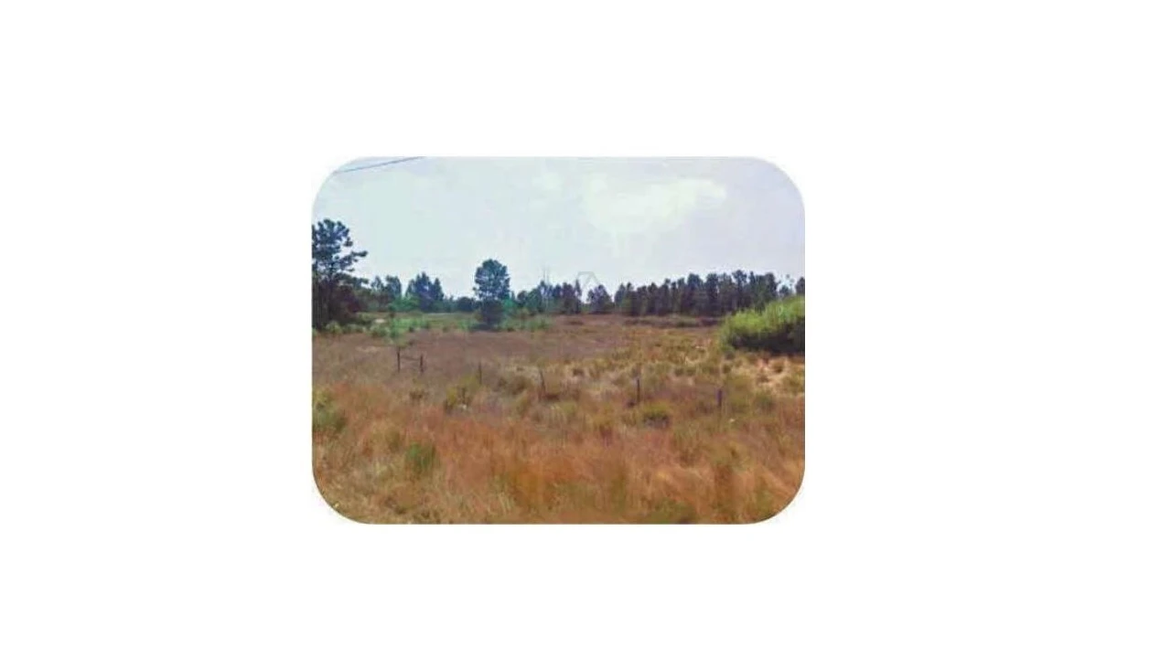 Terreno Comércio / Armazém para Venda em Pegões Foto 4