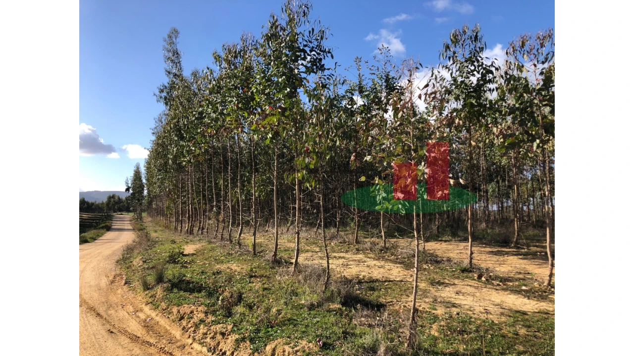 Terreno para Venda em Alcoentre Foto 6