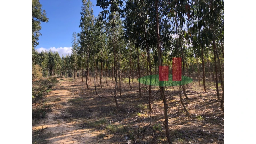 Terreno para Venda em Alcoentre Foto 5