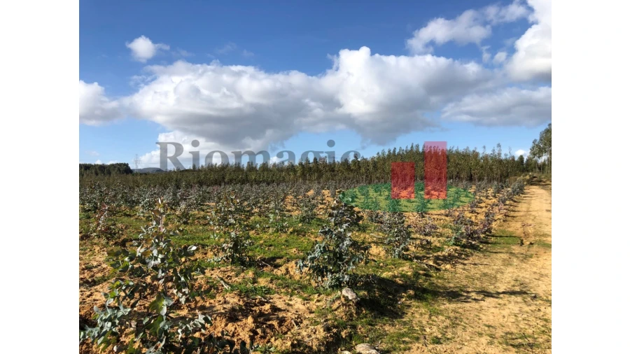 Terreno para Venda em Alcoentre Foto 9