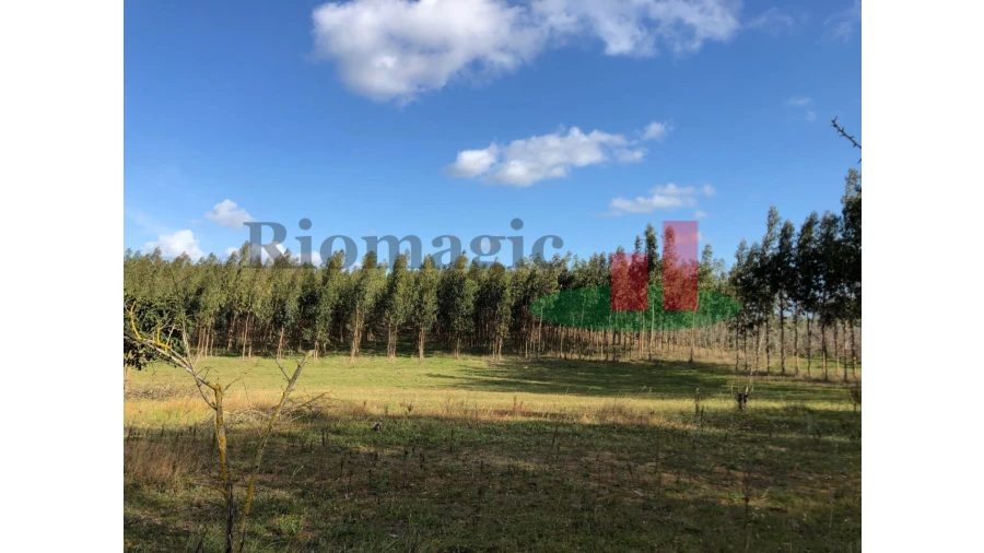 Terreno para Venda em Alcoentre Foto 8