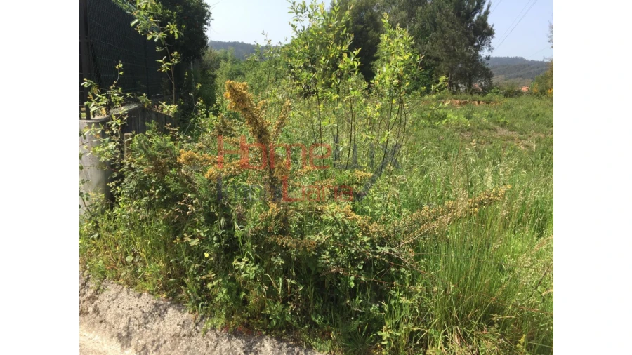 Terreno para Venda em Pinheiro da Bemposta, Travanca e Palmaz Foto 8
