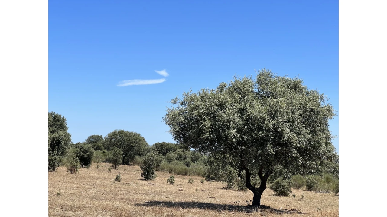 Quinta para Venda em Espírito Santo, Nossa Senhora da Graça e São Simão Foto 9