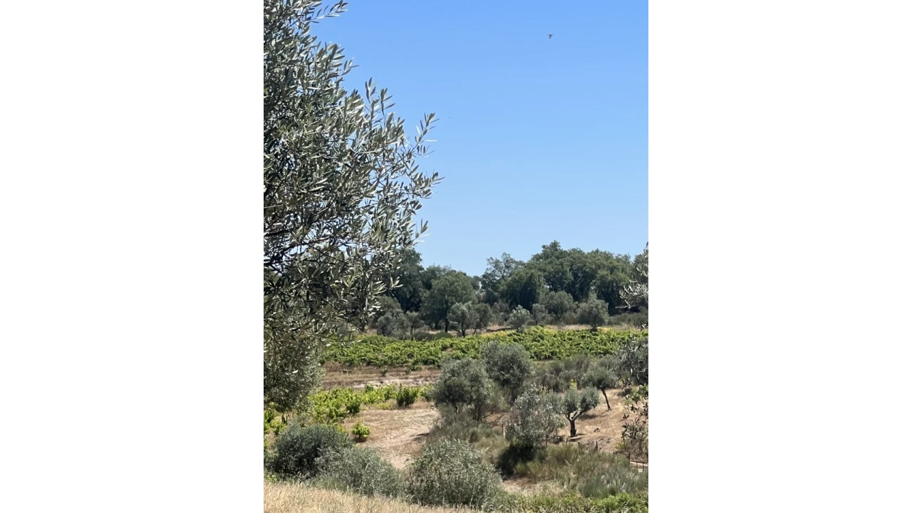 Quinta para Venda em Espírito Santo, Nossa Senhora da Graça e São Simão Foto 11