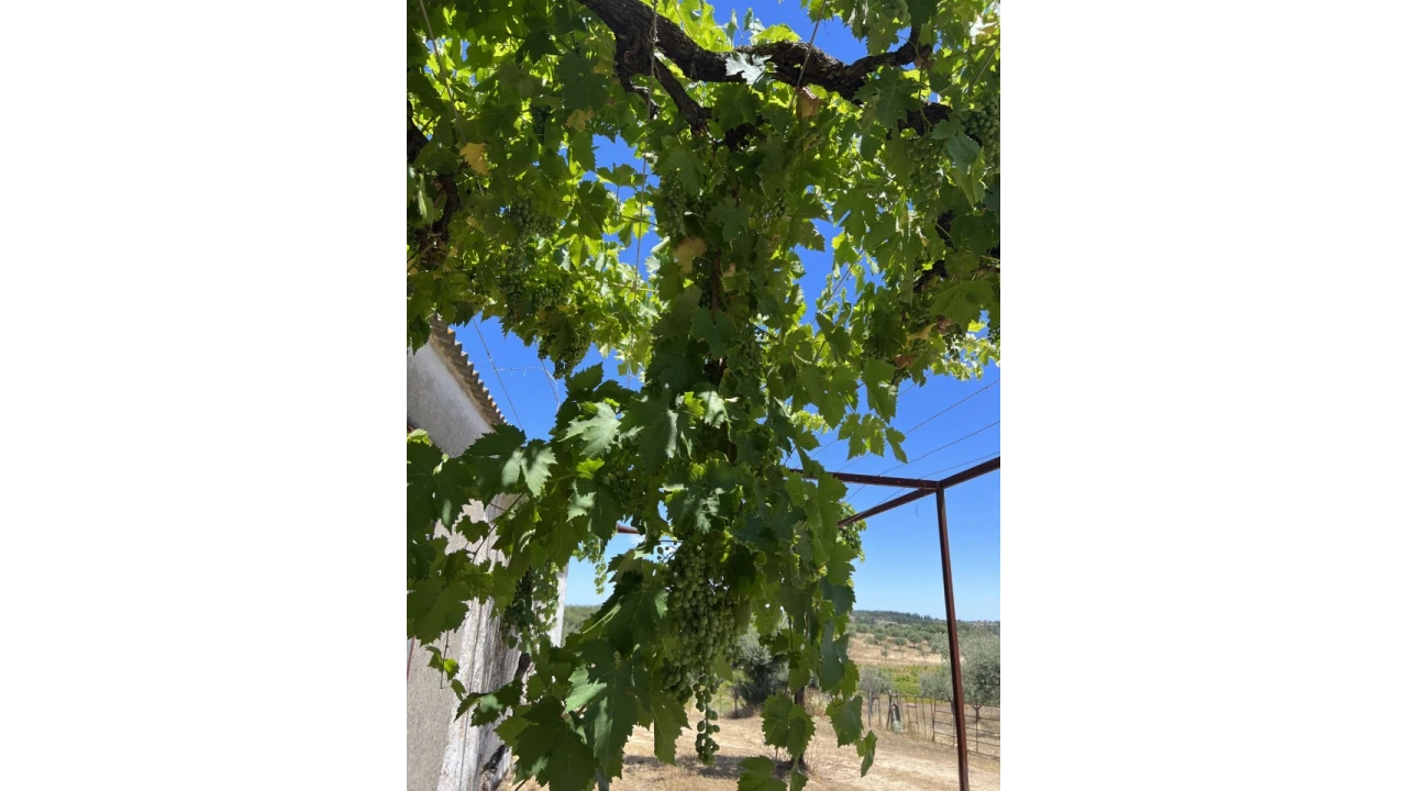 Quinta para Venda em Espírito Santo, Nossa Senhora da Graça e São Simão Foto 24