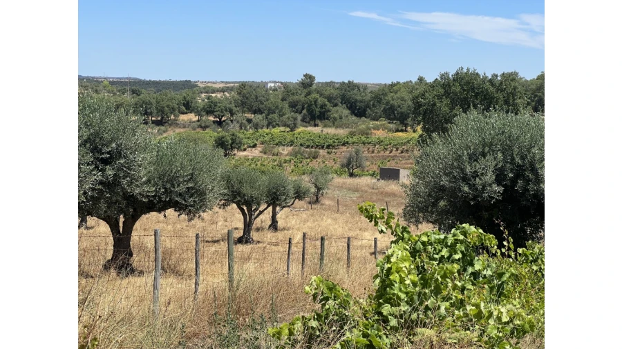 Quinta para Venda em Espírito Santo, Nossa Senhora da Graça e São Simão