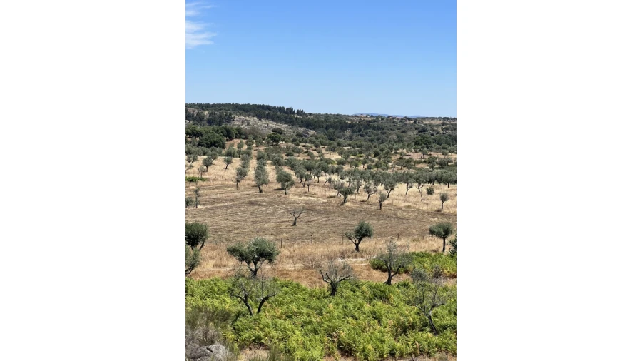 Quinta para Venda em Espírito Santo, Nossa Senhora da Graça e São Simão Foto 23