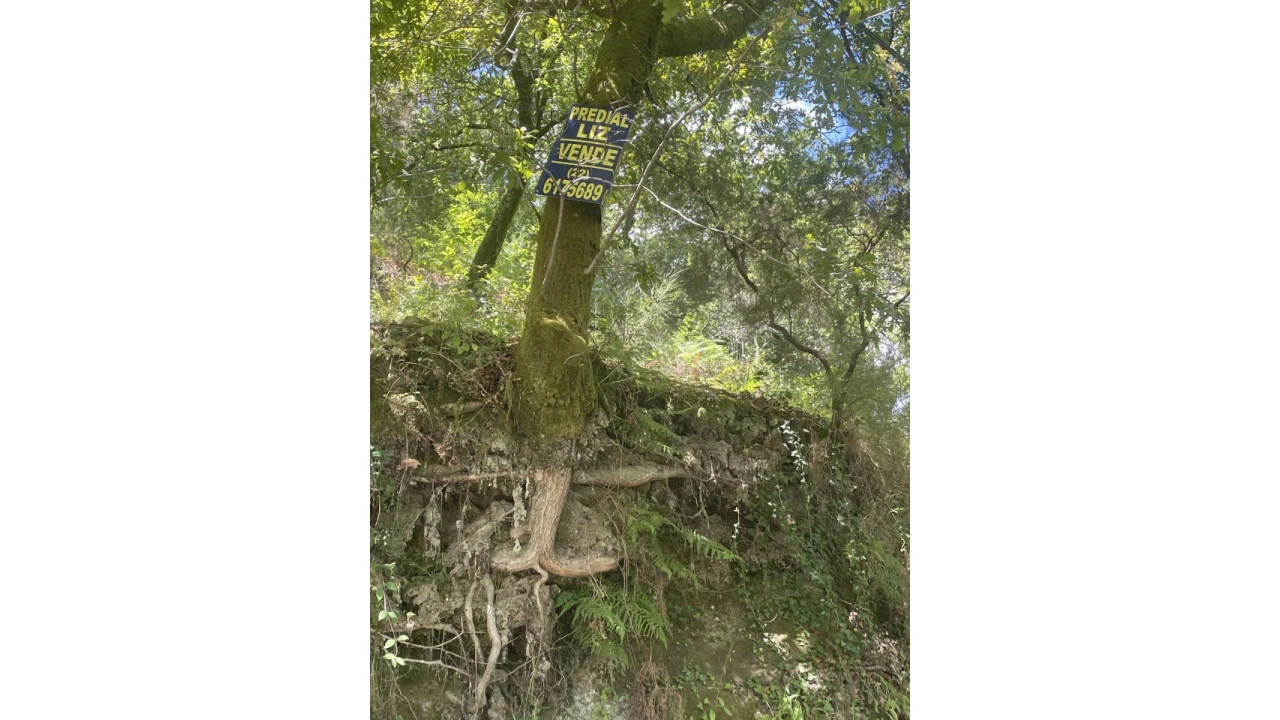 Terreno para Venda em Caniçada e Soengas Foto 30