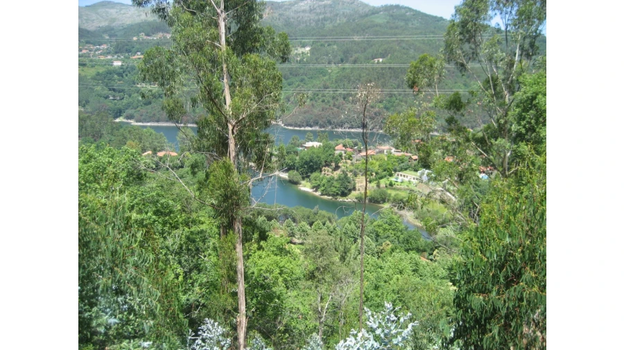 Terreno para Venda em Caniçada e Soengas Foto 13