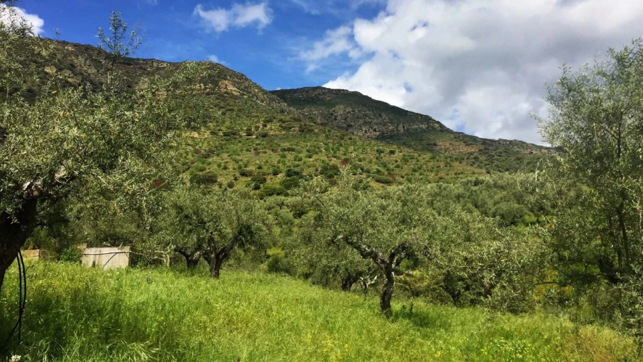 Quinta para Venda em Poiares Foto 3