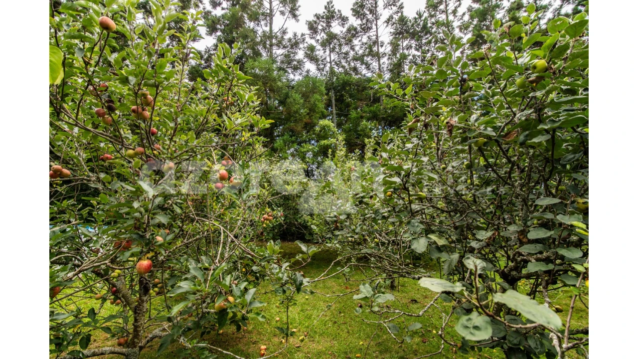 Moradia T11 para Venda em Ribeira Seca Foto 52