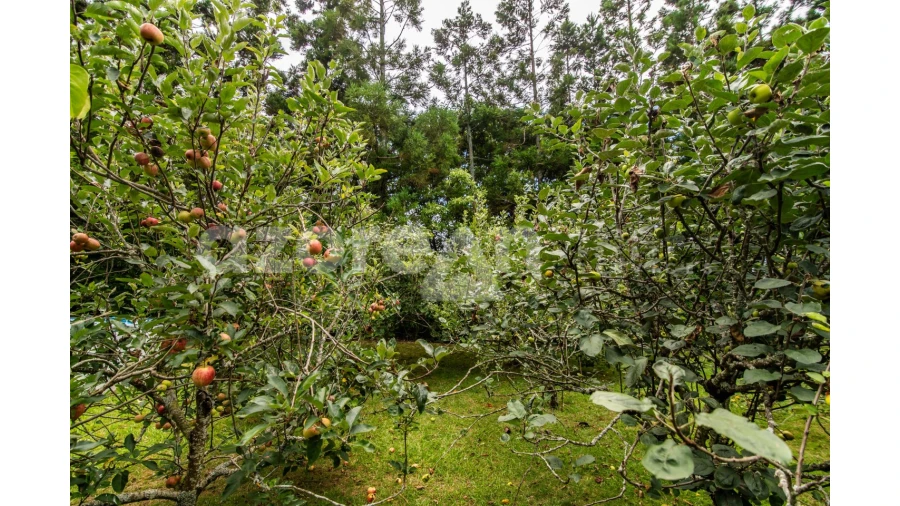 Moradia T11 para Venda em Ribeira Seca Foto 52