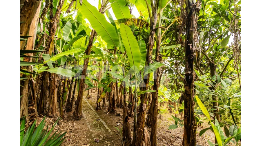 Moradia T11 para Venda em Ribeira Seca Foto 57