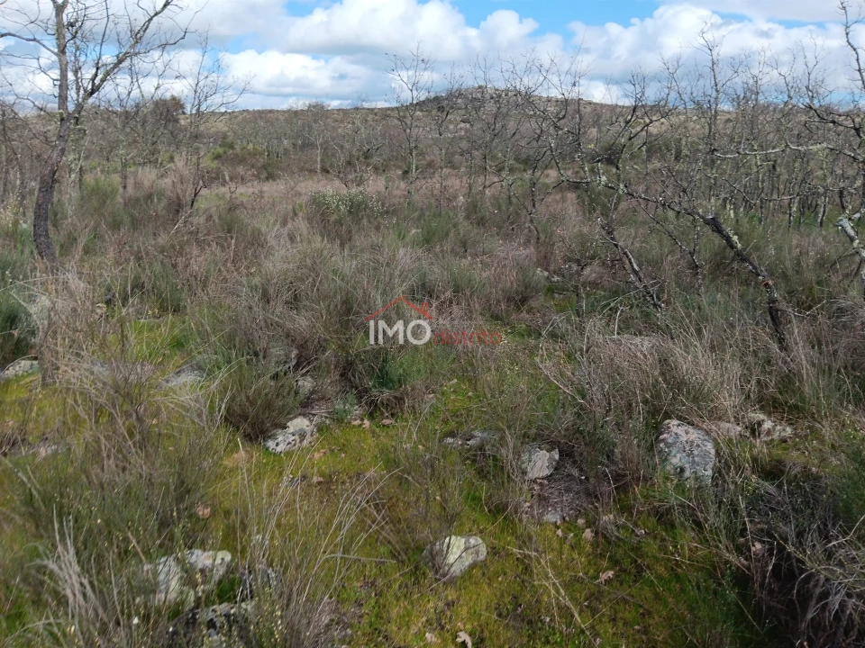 Terreno Agricola ou Rústico para Venda em Santa Maria da Devesa Foto 9