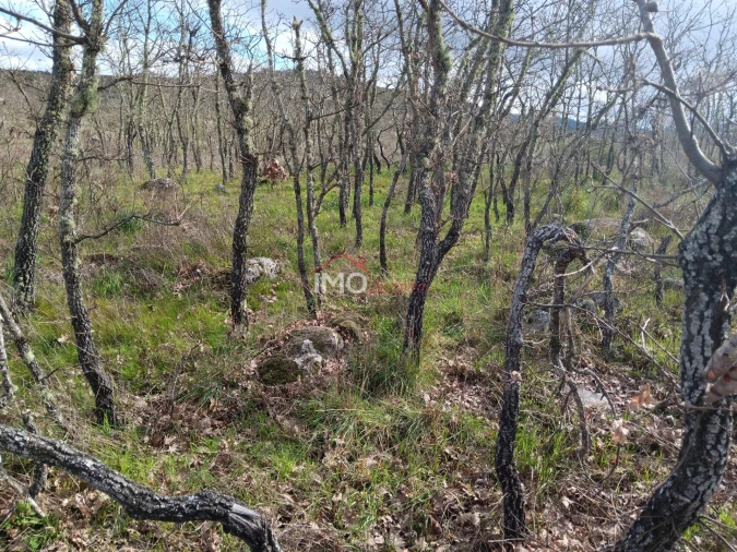 Terreno Agricola ou Rústico para Venda em Santa Maria da Devesa Foto 8