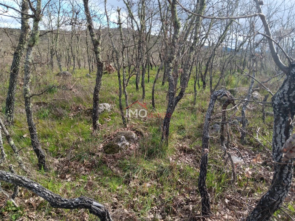Terreno Agricola ou Rústico para Venda em Santa Maria da Devesa Foto 8