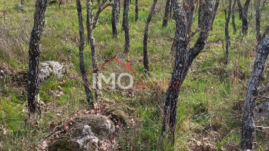 Terreno Agricola ou Rústico para Venda em Santa Maria da Devesa