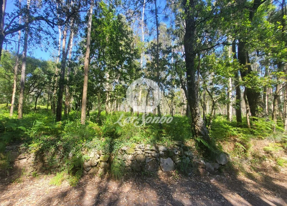 Terreno Agricola ou Rústico para Venda em Gião Foto 2
