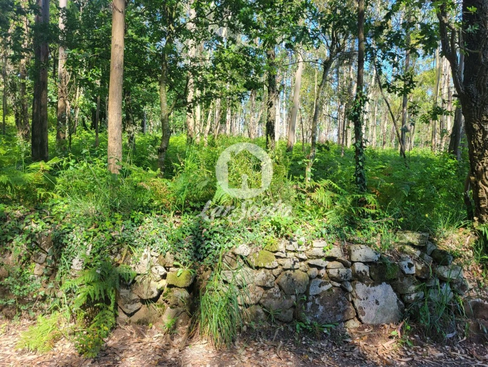Terreno Agricola ou Rústico para Venda em Gião Foto 3